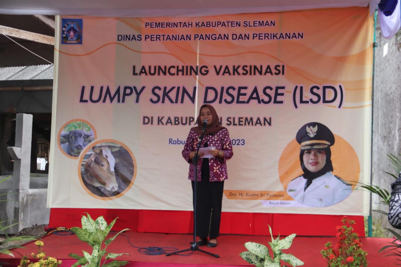 gambar_BUPATI SLEMAN LUNCURKAN VAKSIN LSD UNTUK HEWAN TERNAK