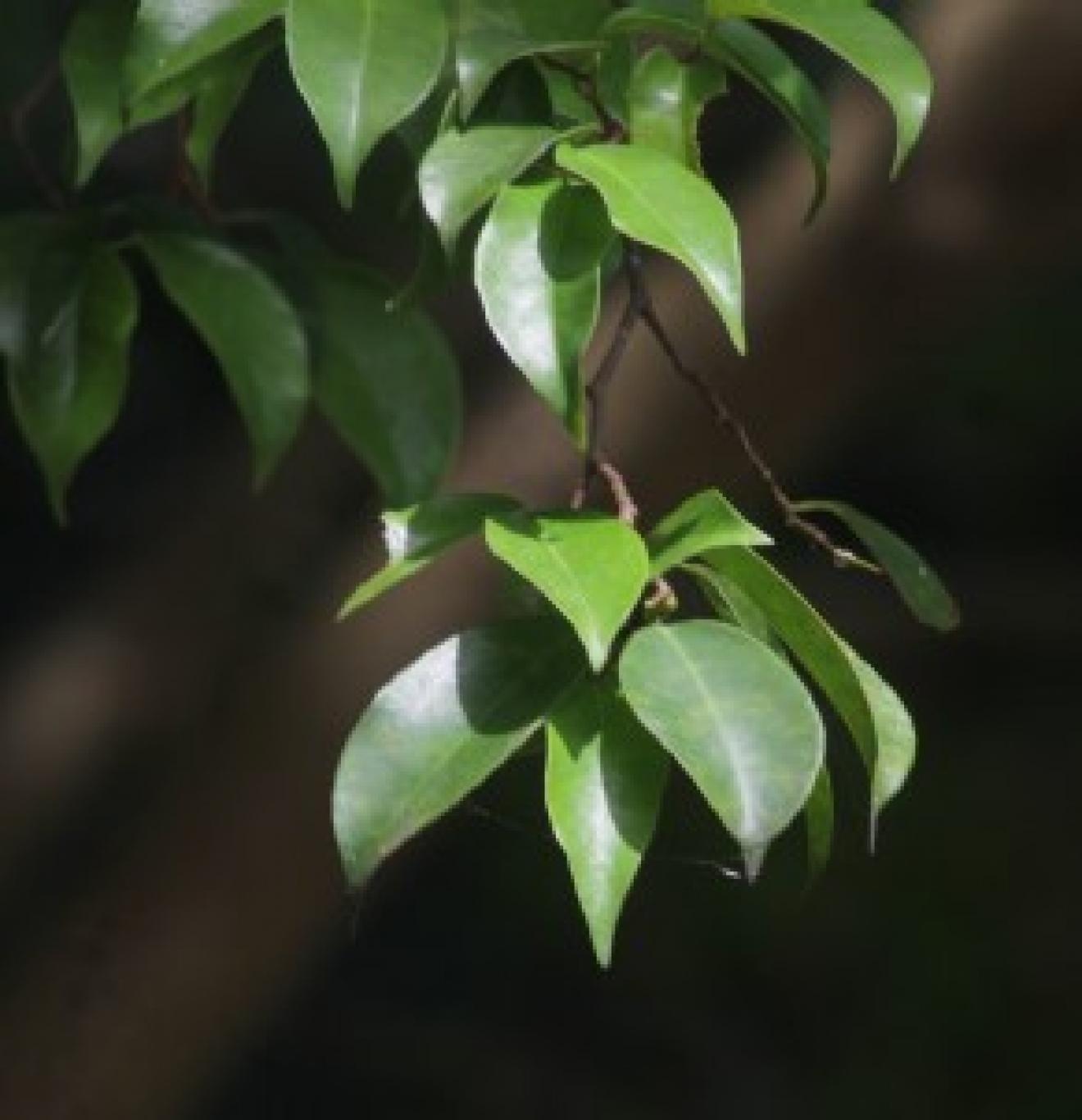 gambar_PREH (Ficus ribes)