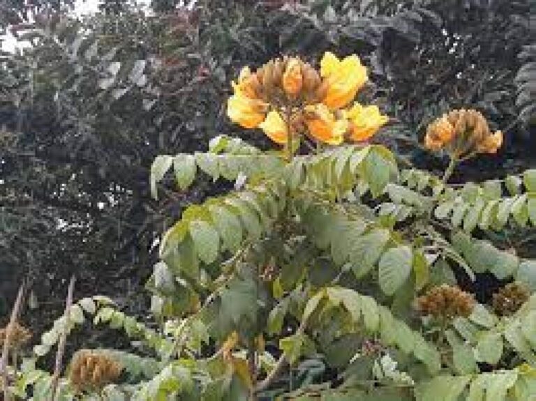 gambar_KECRUTAN (Spathodea campanulata)