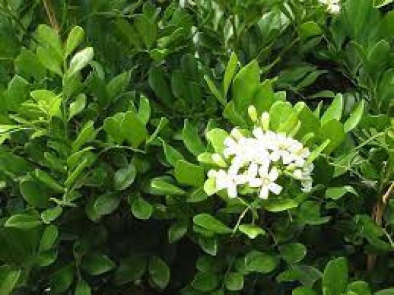 gambar_KEMUNING (Murraya paniculata)