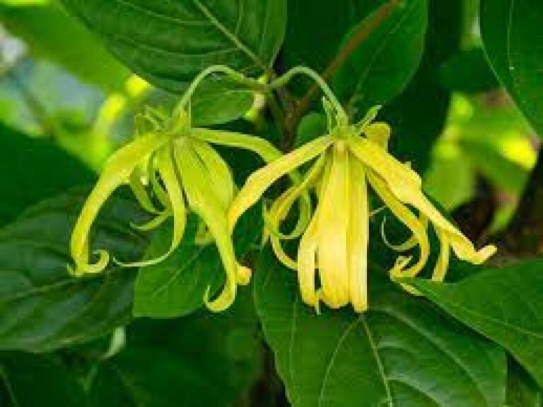 gambar_KENANGA (Cananga odorata)