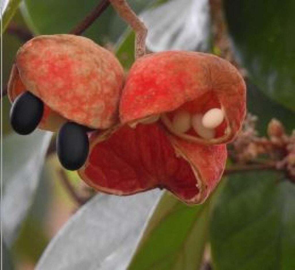 KELUMPANG (Sterculia Cordata) - SELAMAT DATANG DI KALURAHAN SENDANGADI