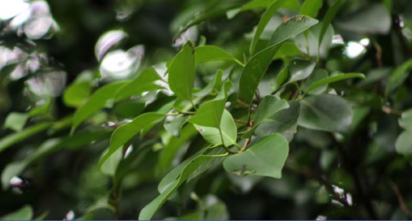 gambar_KIMENG (Ficus Microcarpa)