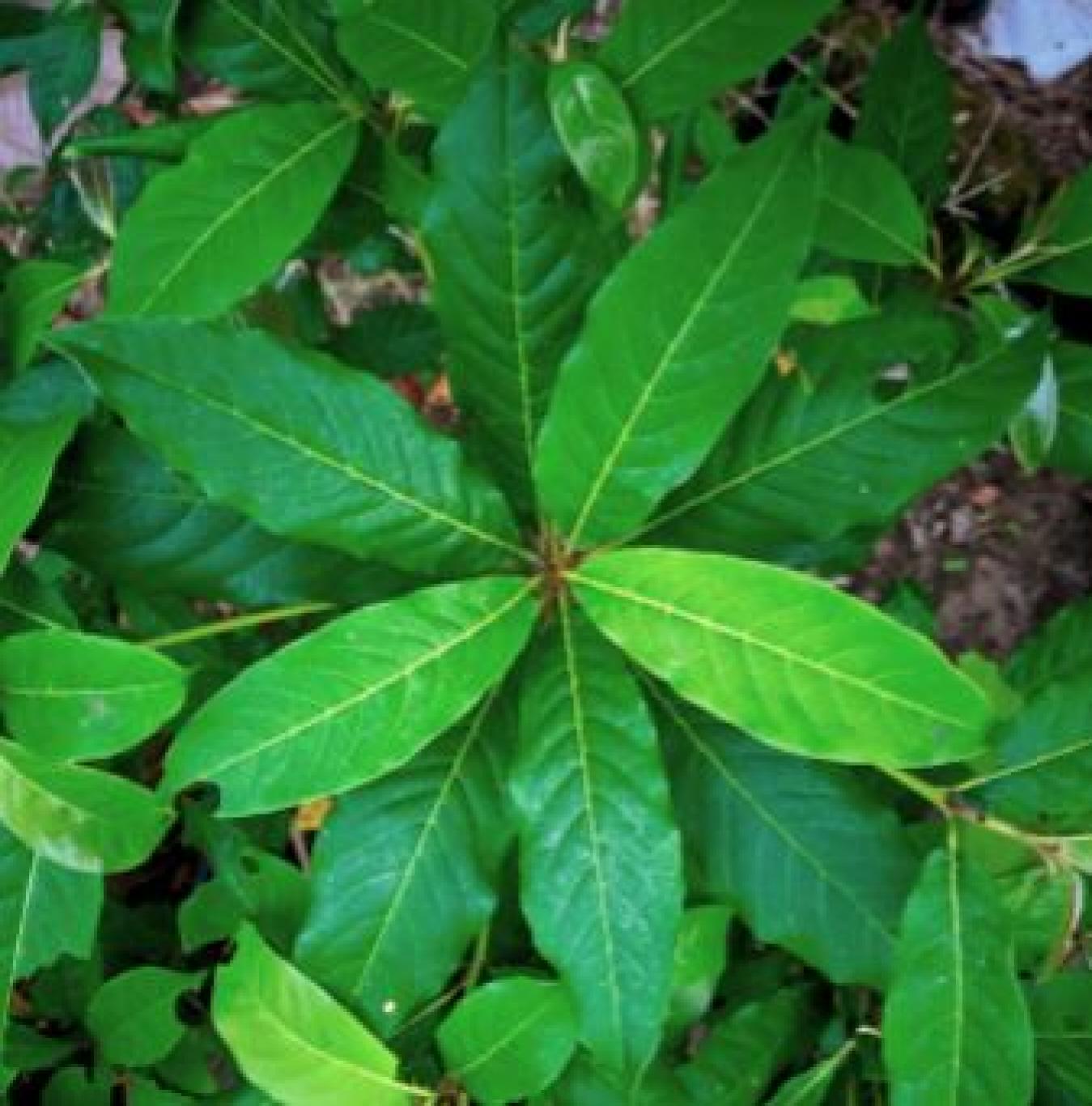 gambar_KLUMPIT (Terminalia Microcarpa)