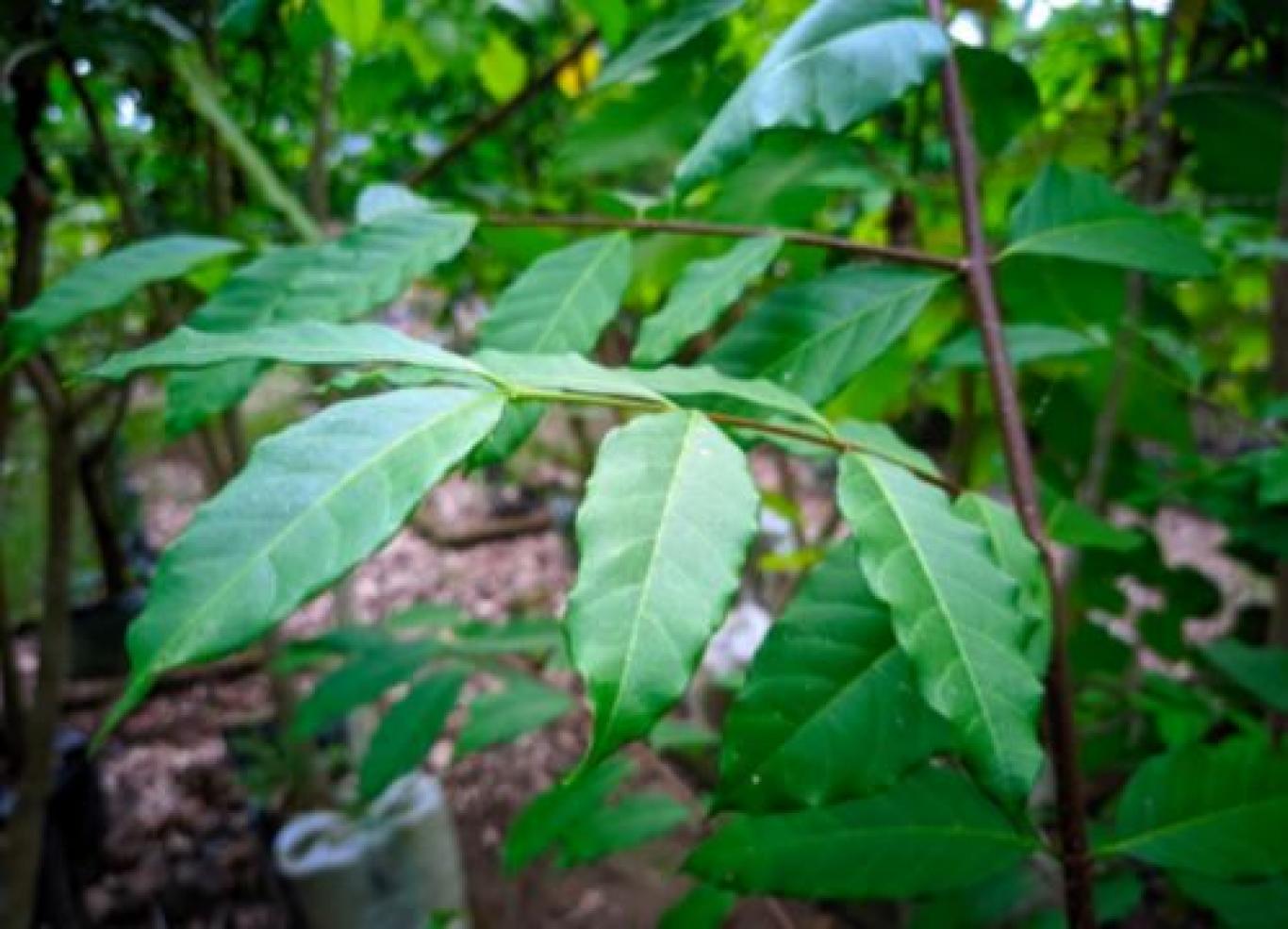 gambar_MENTAOS (Wrightia Pubescens)