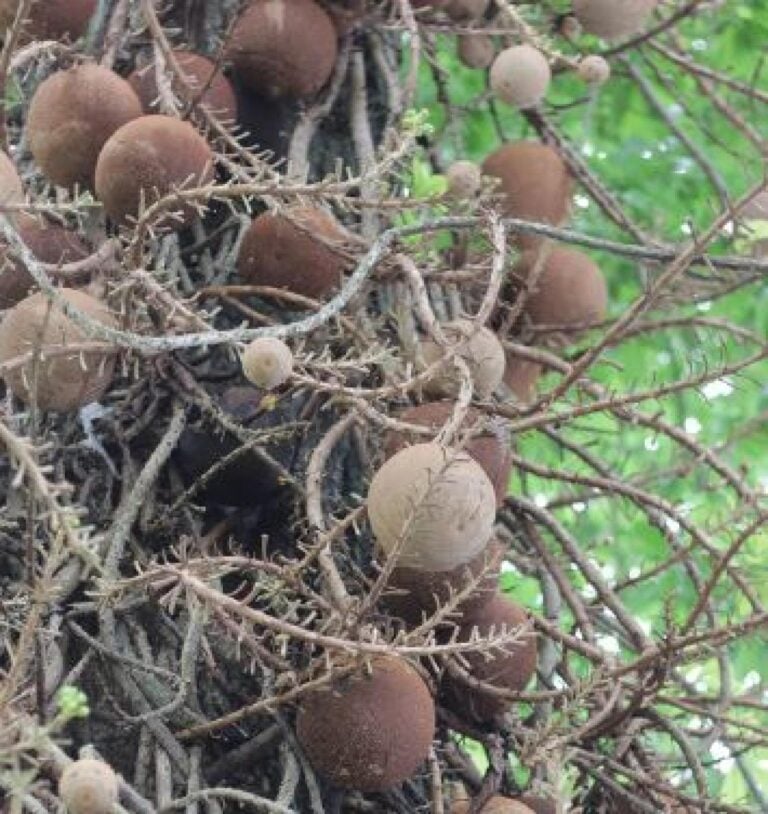 SALA (Couroupita Guianensis) - SELAMAT DATANG DI KALURAHAN SENDANGADI