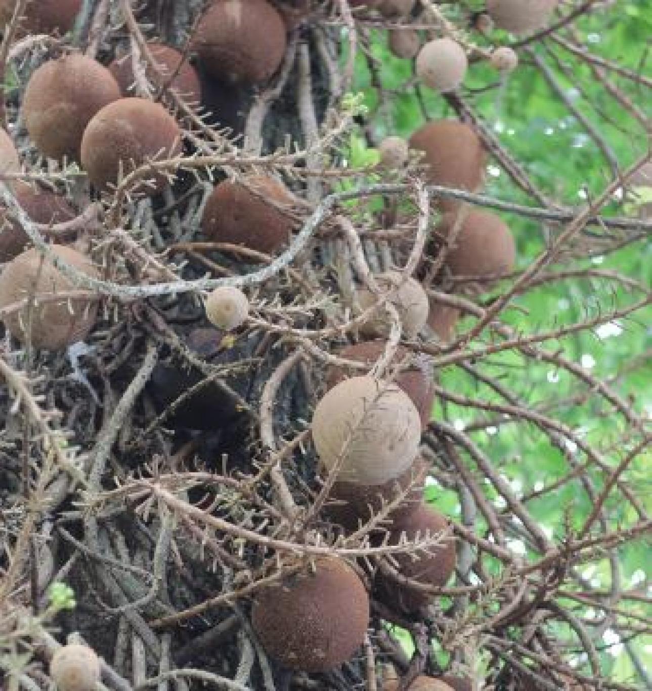 gambar_SALA (Couroupita Guianensis)