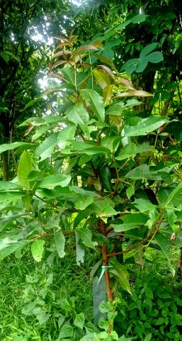 jambu air